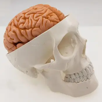 Человеческий череп в натуральную величину, 3 части с мозгом, 8 частей пронумерованной модели для медицинского исследования